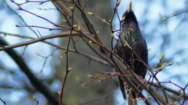 Ortak starling (Sturnus vulgaris), aynı zamanda Avrupa starling olarak veya British Isles starling, bilinen orta ölçekli ötücü kuş türü starling, Sturnidae olduğunu.