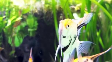 En yaygın angelfish, melek-koi veya tatlı su angelfish, adlandırılan Pterophyllum scalare Pterophyllum esaret altında tutulur en yaygın familyasından.