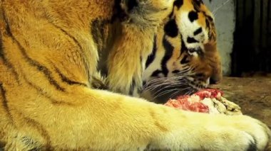 Ussuri kaplan et yer. Amur kaplanı, olarak da bilinir Sibirya kaplanı (Panthera tigris tigris), esas olarak Primorye il içinde Rus Uzak Doğu'Sikhote Alin dağlık bölgesinde yaşayan Kaplan nüfusu olduğunu.