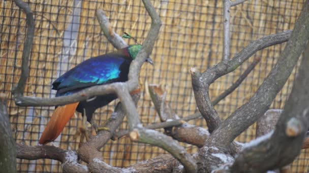 Himalayan monal (Lophophorus impejanus), also known as Impeyan monal, Impeyan pheasant, is bird in pheasant family, Phasianidae. It is national bird of Nepal, where it is known as danphe. — Stock Video