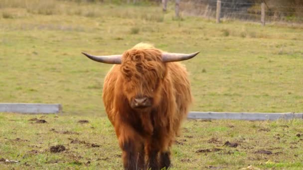 Highland koeien zijn Schotse runderen RAS. Ze hebben lange hoorns en lange golvende vacht die gekleurde zwart, gestroomd, rood, geel, wit, zilver of dun, en zij worden opgewekt voornamelijk voor hun vlees. — Stockvideo