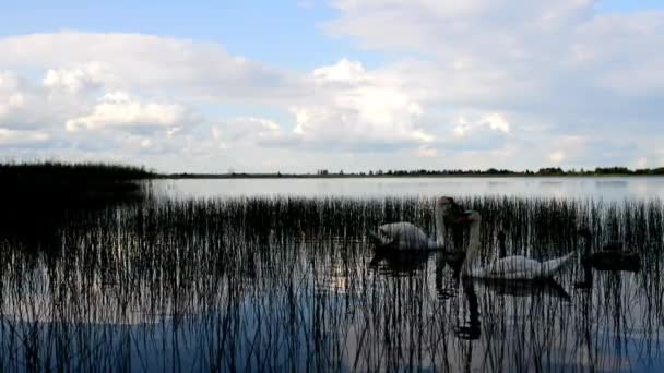 Cygne avec des poussins nager près du rivage d'un grand beau lac . — Video