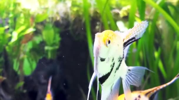 Pterophyllum scalare, πιο συχνά αναφέρονται ως αγγελόψαρα, Άγγελος-koi ή γλυκού νερού αγγελόψαρα, είναι τα πιο κοινά είδη Pterophyllum που κρατούνται σε αιχμαλωσία. — Αρχείο Βίντεο