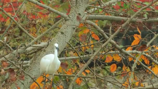 L'Egretta garzetta (Egretta garzetta) è una specie di airone della famiglia Ardeidae. Il nome generico deriva dal francese provenzale Aigrette, garzetta, diminutivo di Aigron, airone . — Video Stock