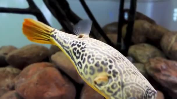 Fahaka pufferfish, também conhecido como Nile puffer, globo de peixe, lineatus puffer (Tetraodon lineatus), é um peixe-balão tropical de água doce encontrado na África Ocidental, Nordeste e Oriental . — Vídeo de Stock