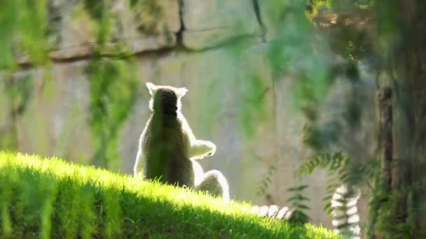 Ring-tailed lemur (Lemur catta) är stora art i däggdjursordningen primater och mest erkända lemur på grund av sin långa, svarta och vita ringmärkta svans. Det tillhör Lemuridae och är endast Lemur släkte av. — Stockvideo