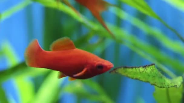 Червоний вагонетковий меч (слівний хвіст, Xiphophorus) вид прісноводних/м'ясних риб сімейства Poeciliidae порядку Cyprodontiidae . — стокове відео