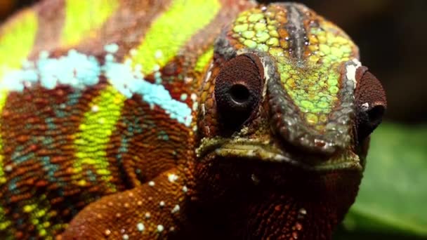 Kameleon lamparci (Furcifer pardalis) – gatunek kameleona, Wschodniej i północnej części Madagaskaru w biomów las tropikalny: znaleziono. Dodatkowo wprowadzono go do Mauritius i Reunion. — Wideo stockowe