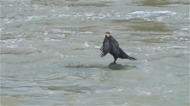 Dubbel-crested storskarv (Phalacrocorax auritus) är medlem av storskarv familj av sjöfåglar. Den har kala plåster på orange-gul hud i ansiktet. — Stockvideo