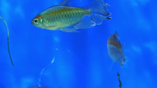 Congo tetra (Phenacogrammus interruptus) is a species of fish in African tetra family. It is found in central Congo River Basin in Africa. It is commonly kept in aquaria. — Stock Video