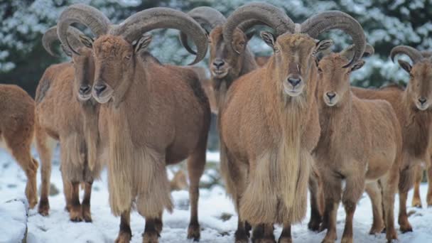 Ammotragus lervia es una especie de ave paseriforme de la familia Ammotragus nativa de las montañas rocosas en el norte de África. También se conoce como aoudad, waddan, arui y arruis. . — Vídeos de Stock