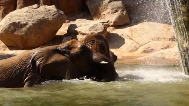 Африканский слон (Loxodonta africana), также известный как африканский саванна слон, больше двух видов африканских слонов . — стоковое видео