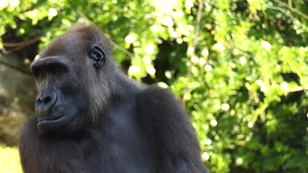 Gorillák a talajlakó, elsősorban növényevő majmok, hogy élnek a Közép-afrikai erdők. Névadó nemzetség Gorilla két fajra oszlik: keleti gorilla és a nyugati-gorilla. — Stock videók