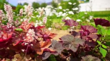 Heuchera villosa, tüylü alumroot, küçük yaprak dökmeyen çok yıllık yerli için Doğu Amerika Birleşik Devletleri olduğunu. Bu sadece rock mostraları kayalıklarla ve kayalar üzerinde büyüyen üzerinde bulunur.