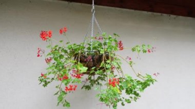 Sardunya (Sardunya) genellikle cranesbills olarak adlandırılan ilgili bitkilerin ayrı cins familyadır. Turnagagasıgiller ailesinden her iki cins.