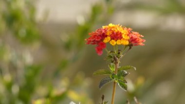 Lantana camara, olarak da bilinen büyük adaçayı (Malezya), yaban-adaçayı, kırmızı-adaçayı, beyaz-adaçayı (Karayipler) ve tickberry (Güney Afrika), verbena Verbenaceae aile içinde çiçekli bitki türü olduğunu.