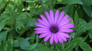 Osteospermum daisybushes, Calenduleae, bir daha küçük ayçiçeği veya papatya aile bitki kabilelerin ait bitki cinsidir. Osteospermum cins Dimorphotheca aitti.