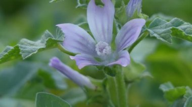 Lavatera cretica (Malva linnaei) ortak adları Cornish ebegümeci ve Girit Gül Fatma tarafından bilinen ebegümeci ailesindeki çiçekli bitkinin aspecies var. Batı Avrupa, Kuzey Afrika yerli.