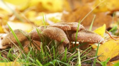 Sivrisinekler mantar sürün. Tatlım mantar bilinen Armillaria mellea basidiomycete mantar cins Armillaria olduğunu. Bitki patojeni olduğunu.
