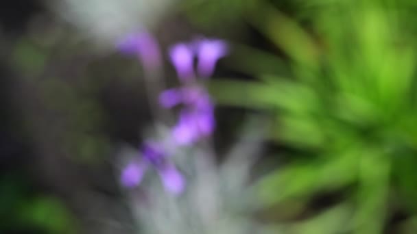 Tulbaghia violacea, también conocida como sociedad del ajo o agapanto rosado, es una especie de planta con flores en la familia Alliaceae cebolla, originaria de África, y según se informa naturalizada en Tanzania y México. . — Vídeos de Stock