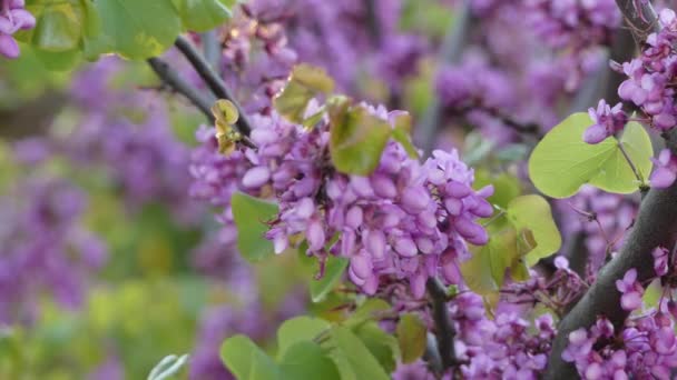 Cercis siliquastrum, широко известный как Иуда дерево или Иуда дерево, является маленьким лиственных деревьев из Южной Европы и Западной Азии, который известен своей плодовитой демонстрации глубоких розовых цветов весной . — стоковое видео