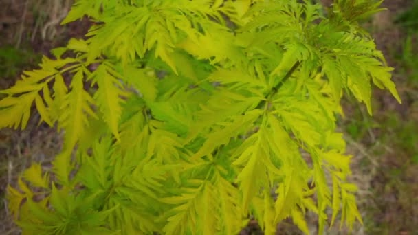 Sambucus é um género botânico pertencente à família Adoxaceae. Várias espécies são comumente chamadas de sabugueiro ou sabugueiro . — Vídeo de Stock