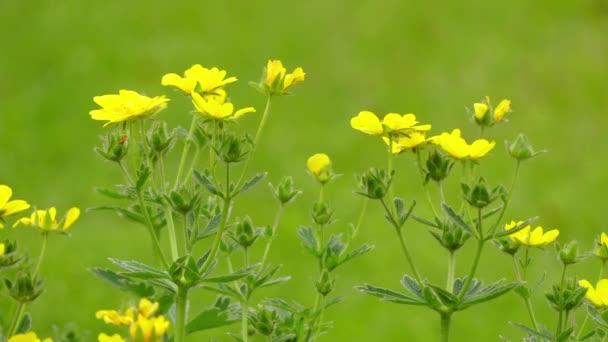 Potentilla is geslacht met meer dan 300 soorten eenjarige, tweejarige als meerjarige kruidachtige planten in de rose-familie Rosaceae. Ze worden meestal cinquefoils genoemd in het Engels. — Stockvideo