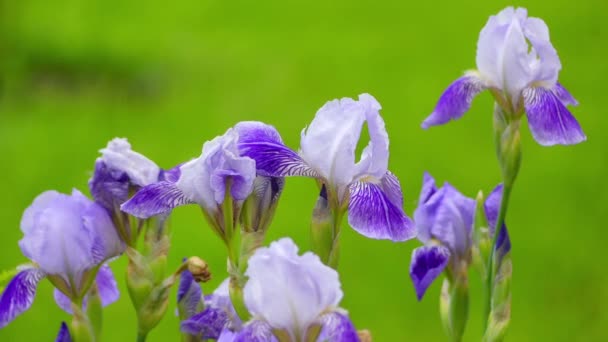 Iris sibirica, gemeinhin als sibirische Flagge bekannt, gehört zur Gattung der Schwertlilie. es ist rhizomatöse krautige Staude, aus Europa. — Stockvideo