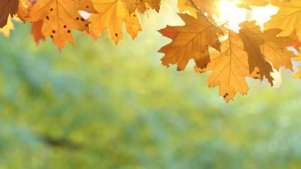 Feuilles de chêne rouges dans le parc de la ville d'automne au coucher du soleil .