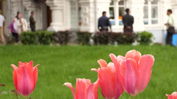 I tulipani (Tulipa) formano un genere di geofite bulbifere erbacee perenni in fiore primaverile (con bulbi come organi di stoccaggio). Tulip è membro della famiglia delle Liliaceae (giglio), insieme ad altri 14 generi . — Video Stock