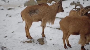 Berberi koyunu (Ammotragus lervia), Kuzey Afrika 'da kayalık dağlarda yetişen bir kapri türüdür. Ayrıca aoudad, waddan, arui ve arruis olarak da bilinir..