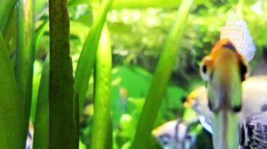 En yaygın angelfish, melek-koi veya tatlı su angelfish, adlandırılan Pterophyllum scalare Pterophyllum esaret altında tutulur en yaygın familyasından.