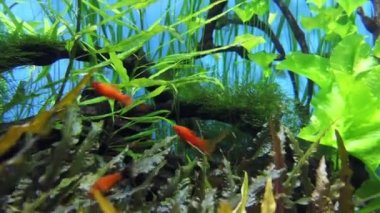 Kırmızı kuyruksallayan Merhaba-fin kılıç (swordtail, Xiphophorus) sipariş balık Poeciliidae ailesinin tatlı su/tuzlu balık türüdür.