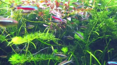 Kardinal tetra (Paracheirodon Otocinclus) tatlı su balık gözü nitelik ailesinin sipariş Characiformes (aile Characidae) olduğunu.