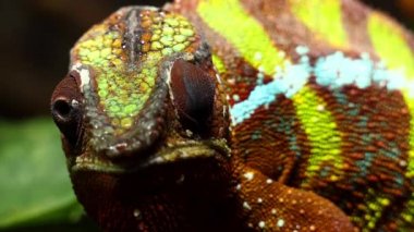 Panter bukalemun (Furcifer pardalis) Doğu ve Kuzey bölgelerinde Madagaskar tropikal orman biome bulunan bukalemun türüdür. Ayrıca, Reunion ve Mauritius girmiştir.
