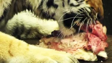 Ussuri kaplan et yer. Amur kaplanı, olarak da bilinir Sibirya kaplanı (Panthera tigris tigris), esas olarak Primorye il içinde Rus Uzak Doğu'Sikhote Alin dağlık bölgesinde yaşayan Kaplan nüfusu olduğunu.