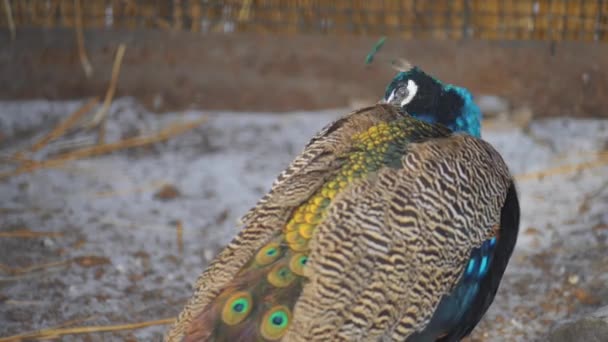 Indisk påfågel eller blå påfågel (Pavo cristatus), stora och färgglada fågel, är en påfågel naturligt i södra Asien, men infördes i många andra delar av världen. — Stockvideo