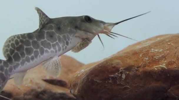 기린 메기, Auchenoglanis occidentalis 아프리카 메기가입니다. 호수와 시냇물의 바닥에서 식물을 먹는. — 비디오