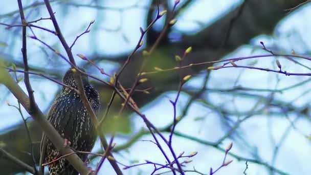 Common starling (Sturnus vulgaris), also known as European starling, or in British Isles just the starling, is medium-sized passerine bird in starling family, Sturnidae. — Stock Video