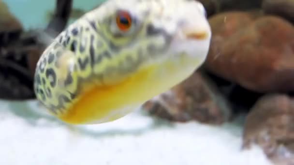 Fahaka pufferfish, também conhecido como Nile puffer, globo de peixe, lineatus puffer (Tetraodon lineatus), é um peixe-balão tropical de água doce encontrado na África Ocidental, Nordeste e Oriental . — Vídeo de Stock