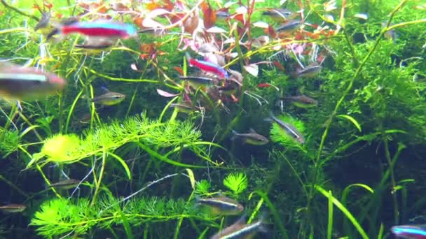 Le tétra cardinal (Paracheirodon axelrodi) est un poisson d'eau douce de la famille des Characidae. . — Video