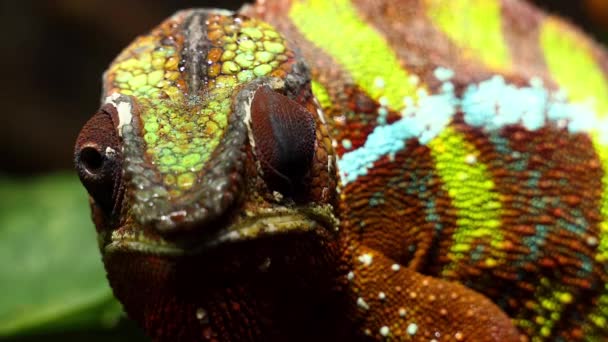 Panther chameleon (Furcifer pardalis) - вид хамелеона, обитающий в восточной и северной частях Мадагаскара в тропическом лесном биоме. Кроме того, он был представлен Реюньону и Маврикию. . — стоковое видео