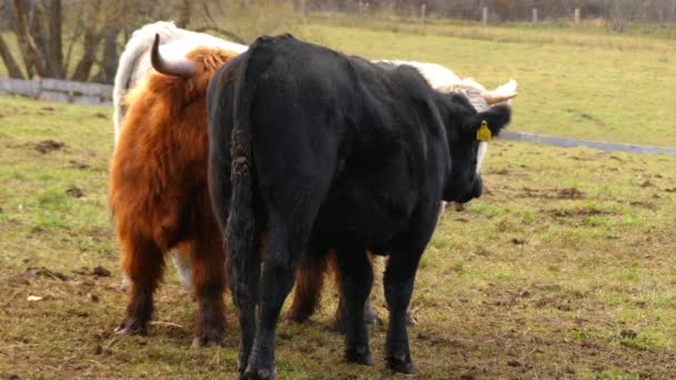 Highland cattle are Scottish cattle breed. They have long horns and long wavy coats that are coloured black, brindle, red, yellow, white, silver or dun, and they are raised primarily for their meat. — Stock Video