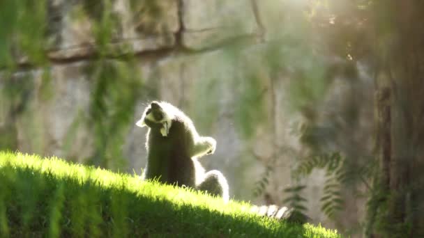 Der Klingelschwanzmaki (Lemurcatta) ist ein großer Strepsirrhein-Primat und aufgrund seines langen, schwarz-weiß beringten Schwanzes der bekannteste Lemur. Er gehört zu den Lemurenlemuridae und ist nur Mitglied der Lemurengattung. — Stockvideo