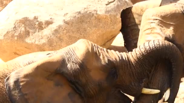 Slon africký (Loxodonta africana), také známý jako africké savany slon, je větší ze dvou druhů afrických slonů. — Stock video