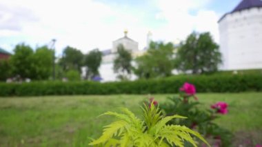 Sambucus aile Adoxaceae çiçekli bitkilerde cinsidir. Çeşitli türler genellikle yaşlı veya mürver adı verilir.