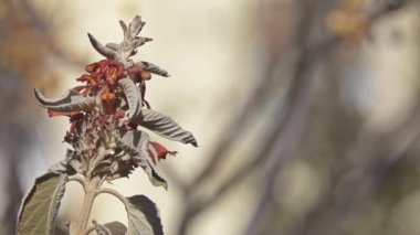 Colquhounia coccinea yaprak dökmeyen ya da yarı yaprak dökmeyen çalılar veya subshrubs ailesindeki Ballıbabagiller, ilk 1822 yılında açıklanan var. Onlar Tibet, Yunnan, Bhutan, Assam, Pradesh, Myanmar, Nepal, Tayland için yerli vardır