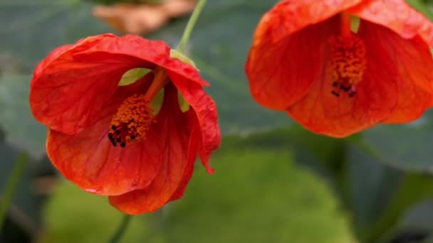 Abutilon Είναι Μεγάλο Γένος Ανθοφόρων Φυτών Στην Μολόχα Οικογένεια Malvaceae — Αρχείο Βίντεο