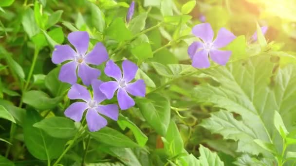 Vinca 普通名小长春或矮长春 是开花植物的种类 其他名字小长春 共同的长春 有时在美国或匍匐默特尔 — 图库视频影像