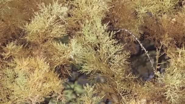 Boveana Taray Atarfe 是柽柳科植物家族的小树 小常青树 雌雄同株 树干或多或少直立 灰色棕色树皮和非常破获在旧标本 — 图库视频影像